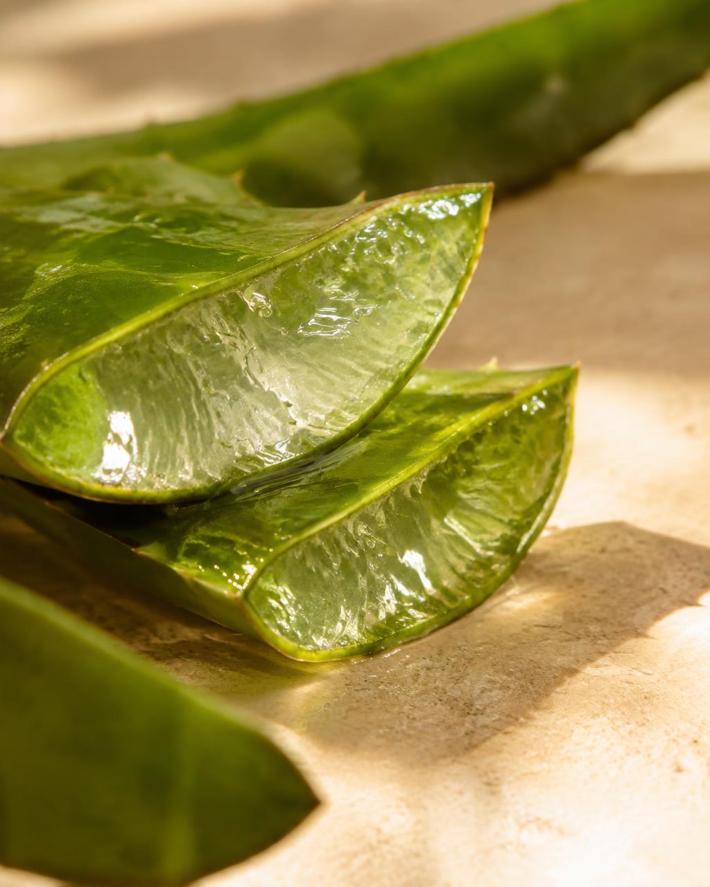 A cut aloe vera leaf with clear gel glistening on the cut surface